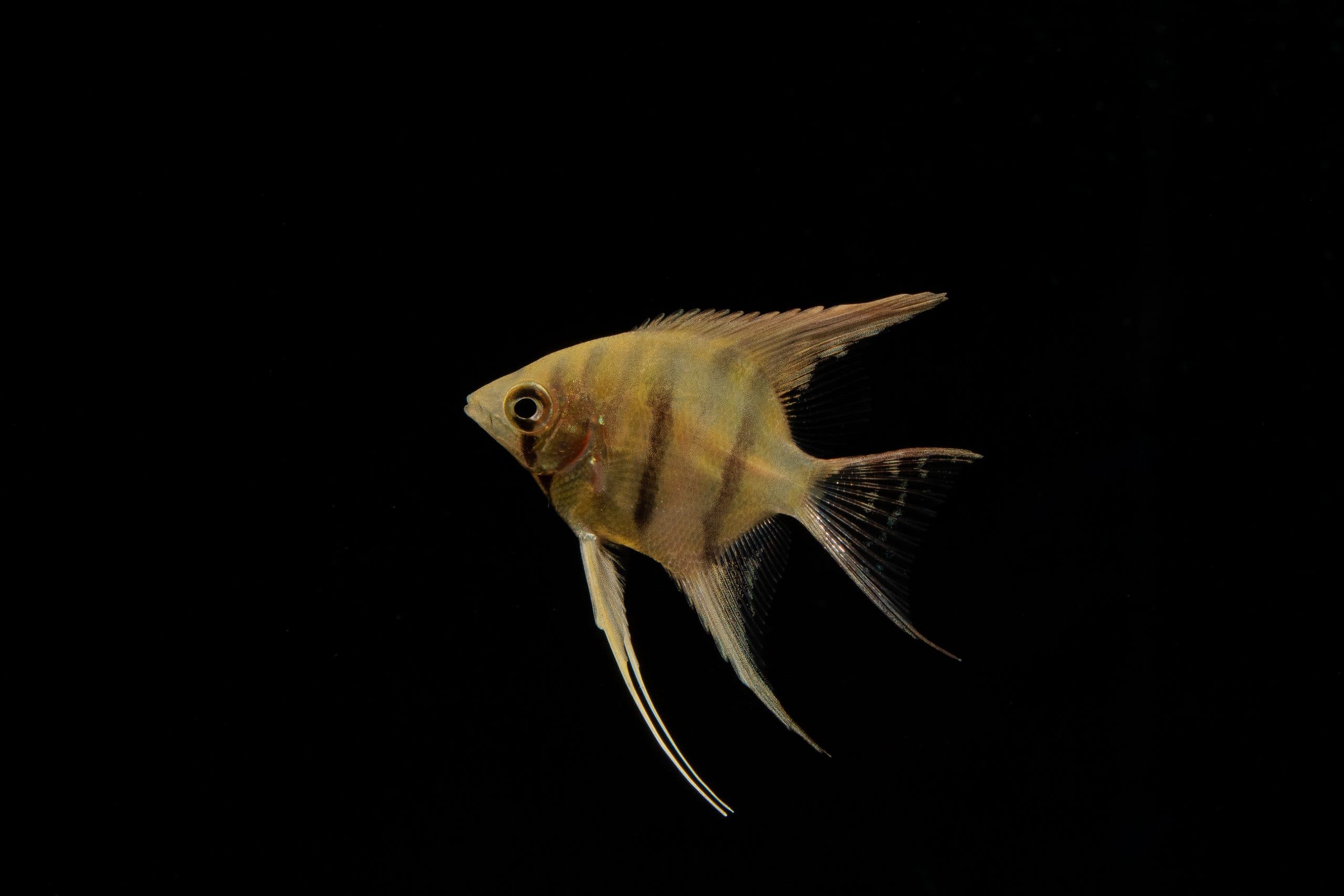 Roman Nose Angelfish