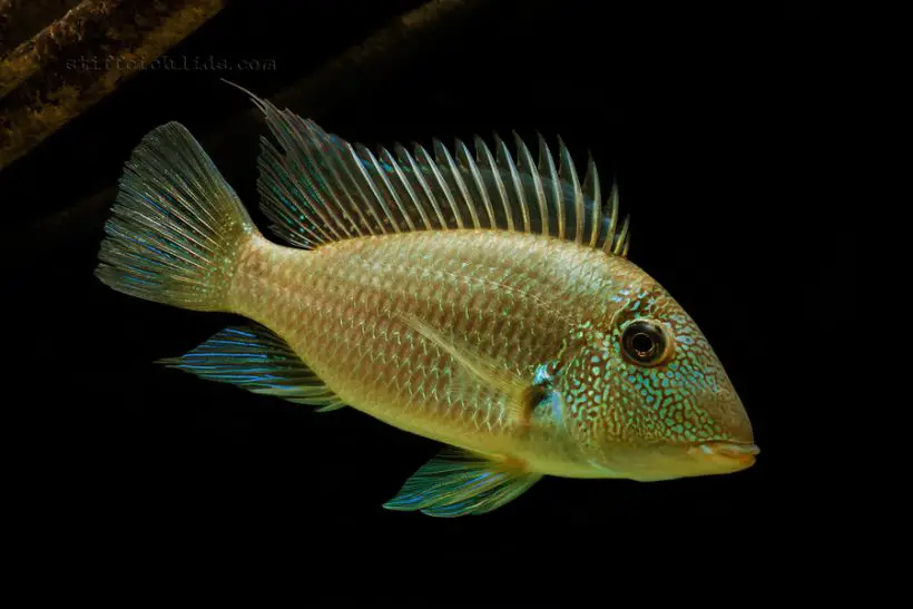 Satanoperca mapiritensis