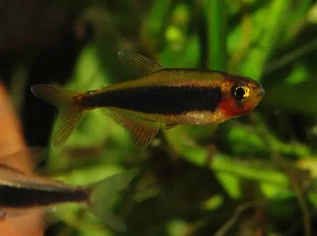 Tucano Tetra