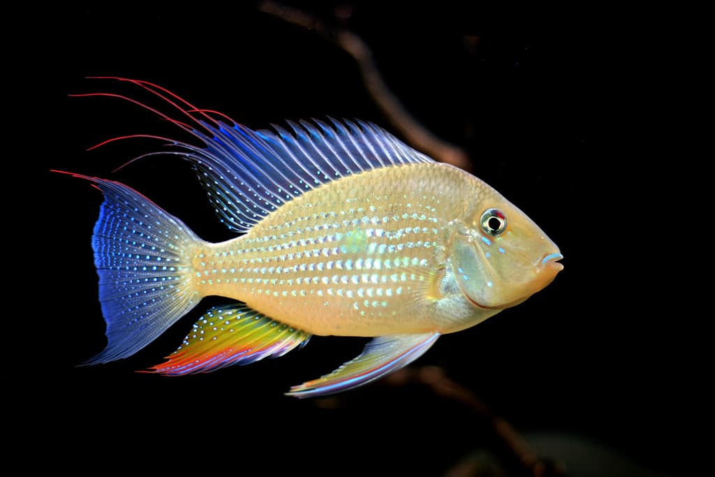 Threadfin Acara