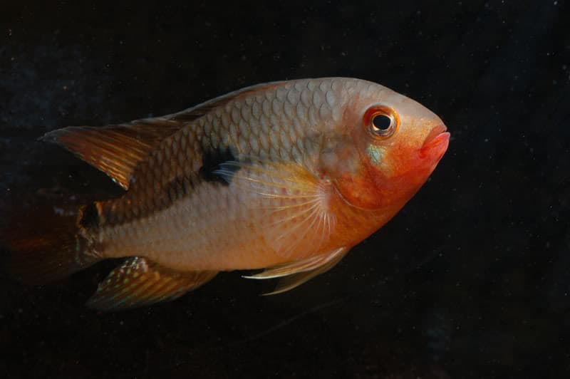 Saddle Cichlid