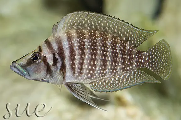 Calvus Cichlid