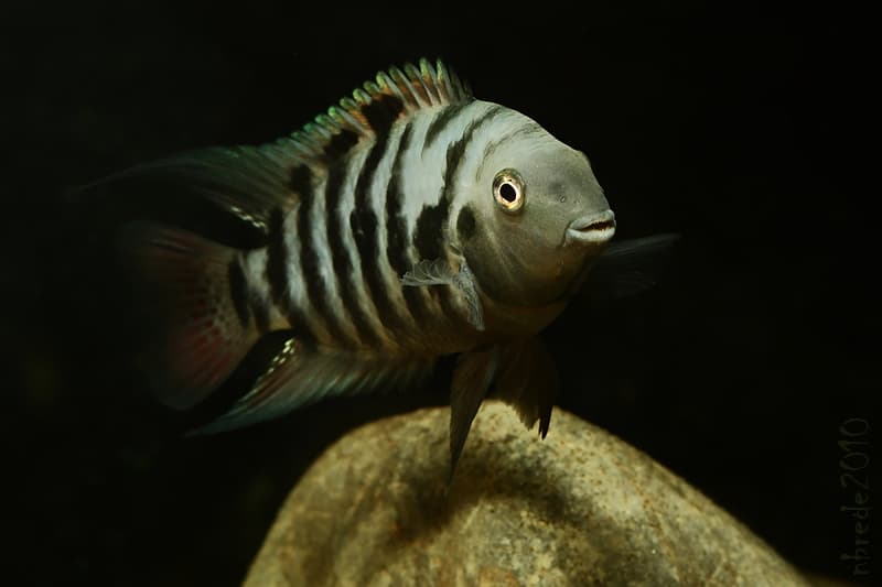 Convict Cichlid