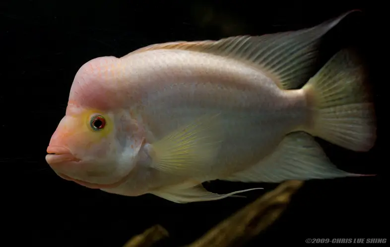 Midas Cichlid