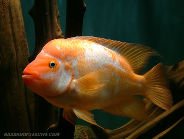Red Devil Cichlid