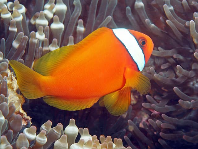 Tomato Clownfish