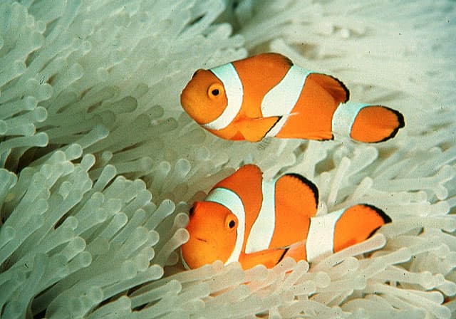 Mocha Misbar Ocellaris Clownfish