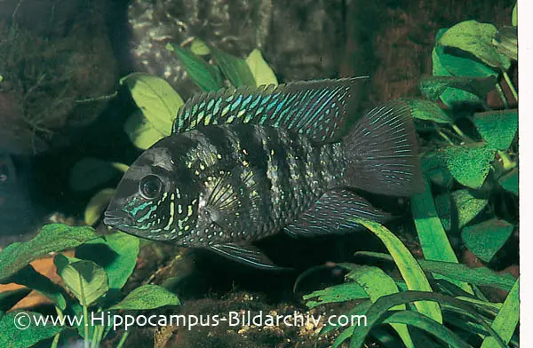 Blue Acara