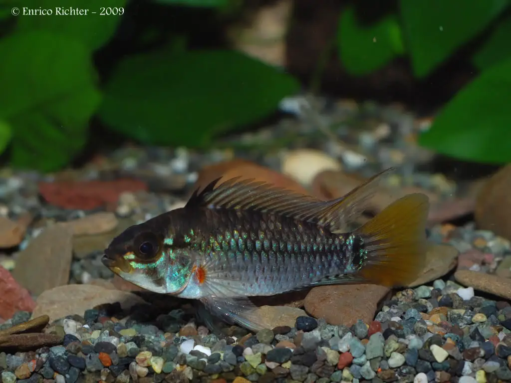 Apistogramma eunotus