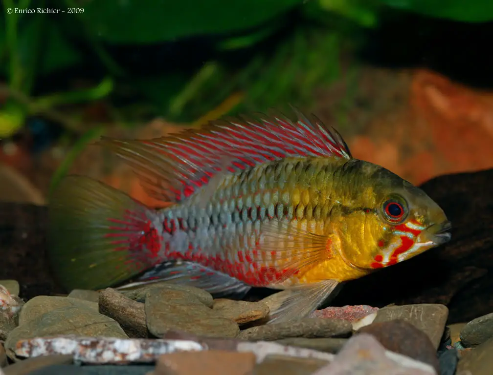 Apistogramma hongsloi