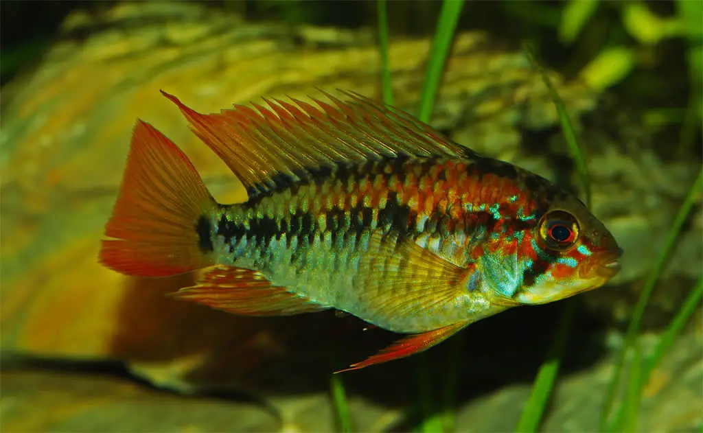Macmaster's Dwarf Cichlid