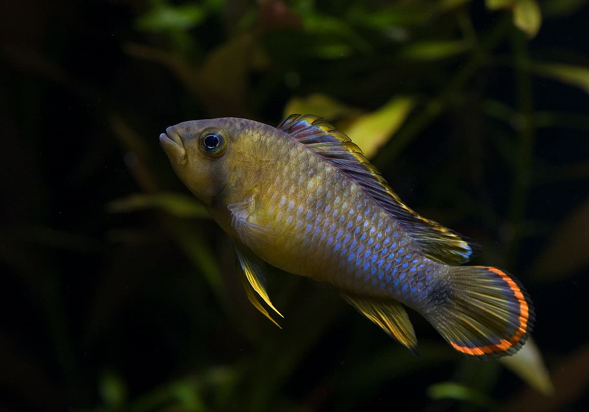 Panda Dwarf Cichlid