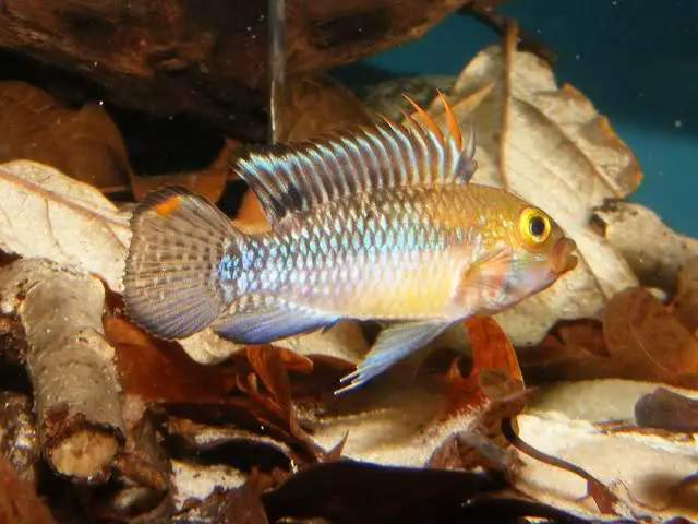 Apistogramma norberti