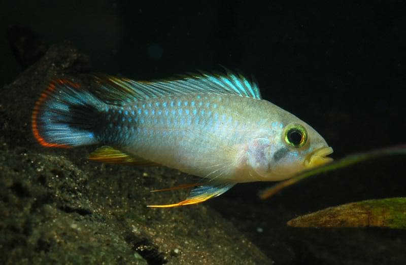 Blue Panda Cichlid