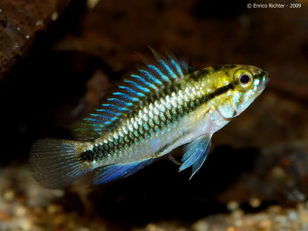 Three-striped Apisto