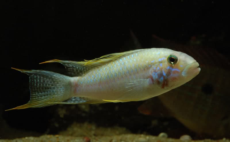 Apistogramma sp. 'Kelleri'