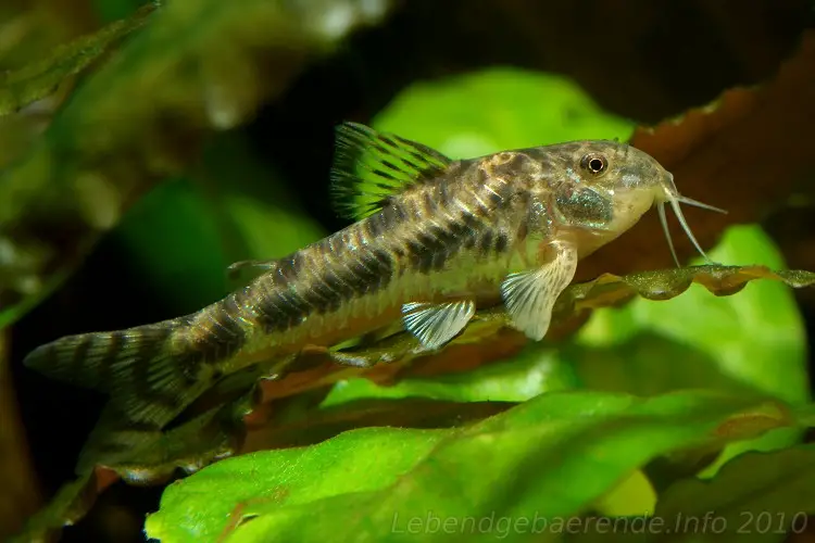 Aspidoras spilotus