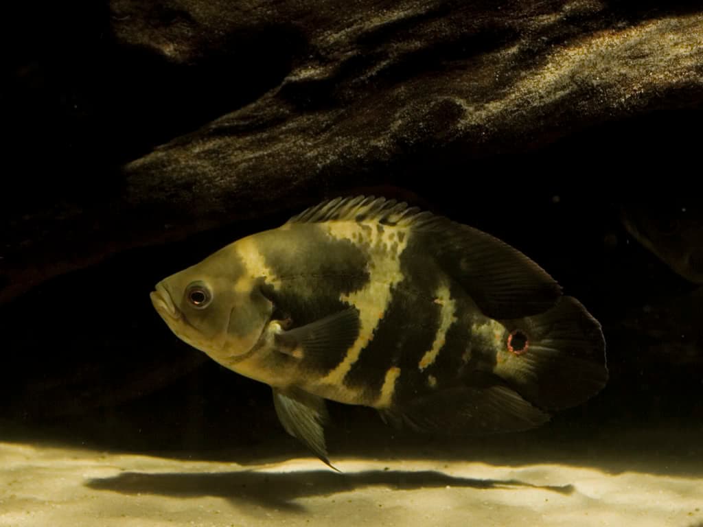 Oscar