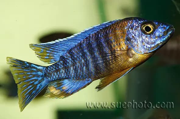 Red Shoulder Peacock