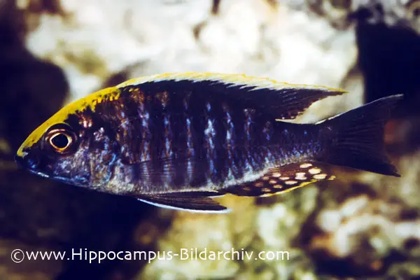 Sulphurhead Peacock