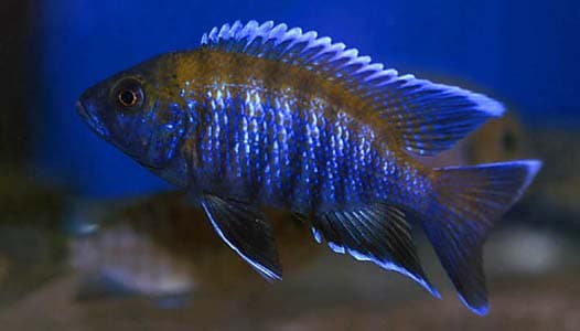 Blue-faced Peacock