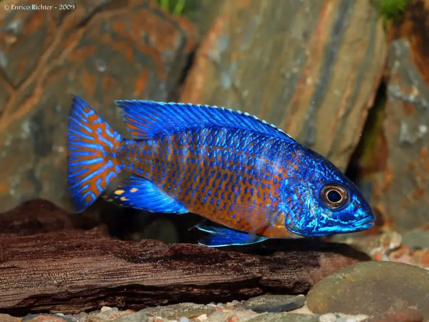 Grant's Peacock