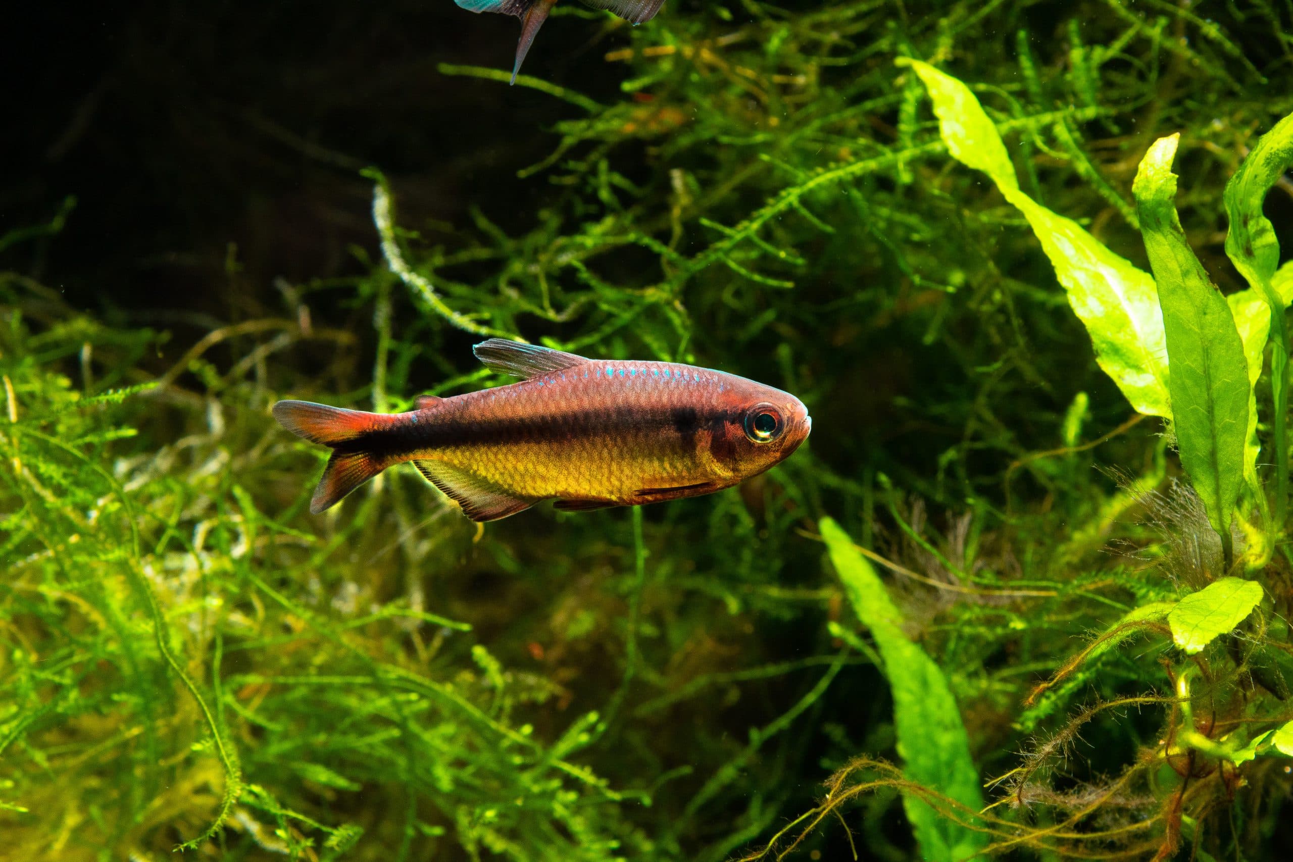 Adult male Hyphessobrycon melanostichos in courtship colours © Max Pedley