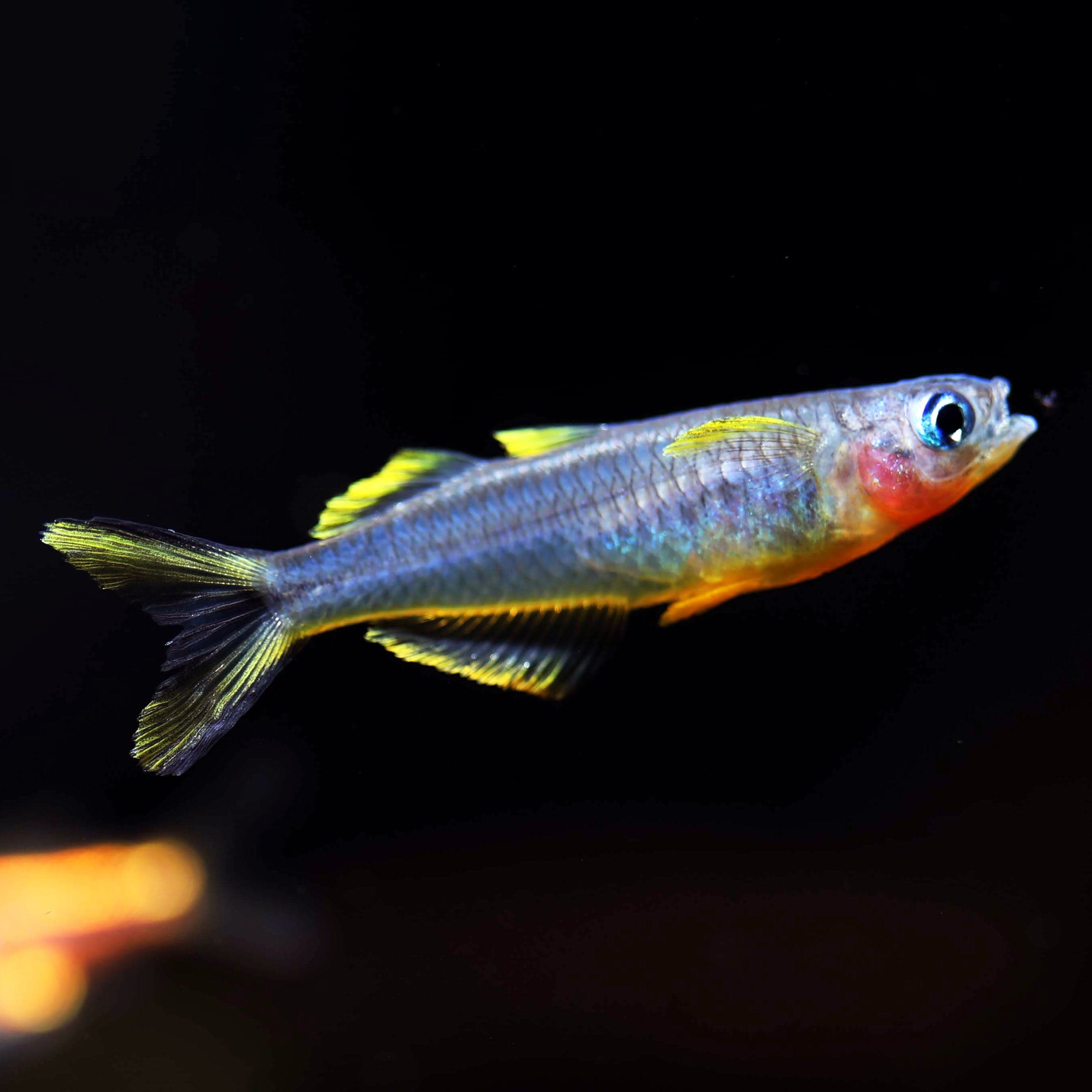 Blue Eye Forktail Rainbowfish