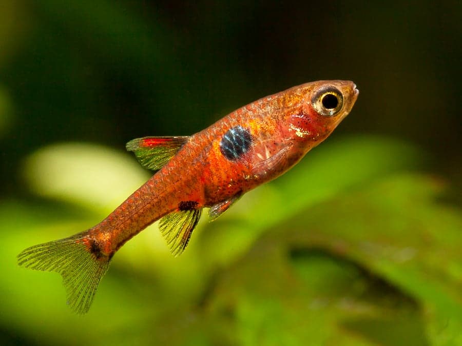 Strawberry Rasbora