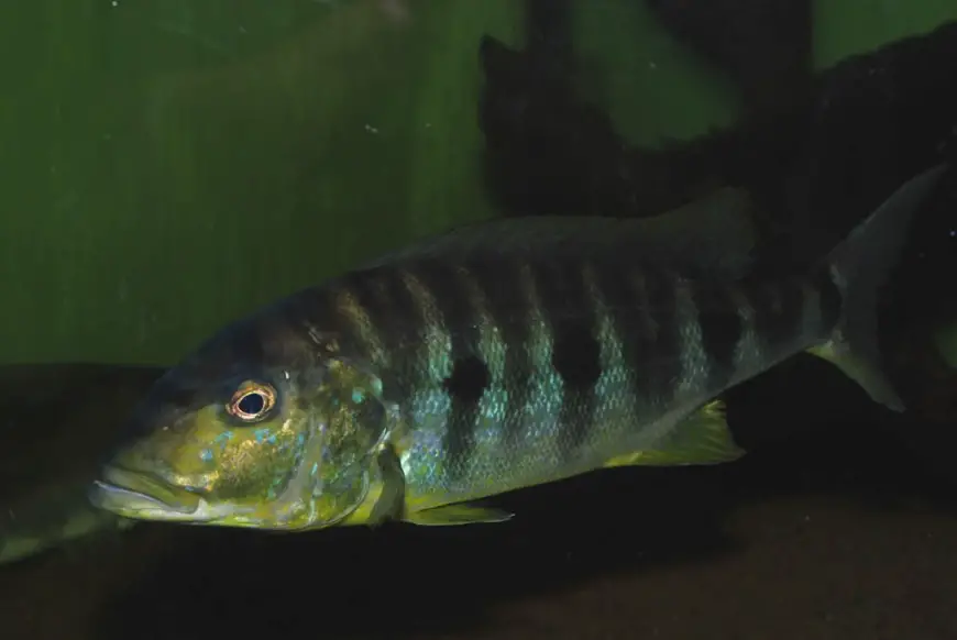Emperor Cichlid