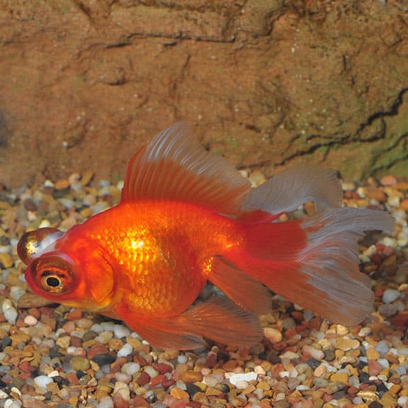 Red Telescope Goldfish