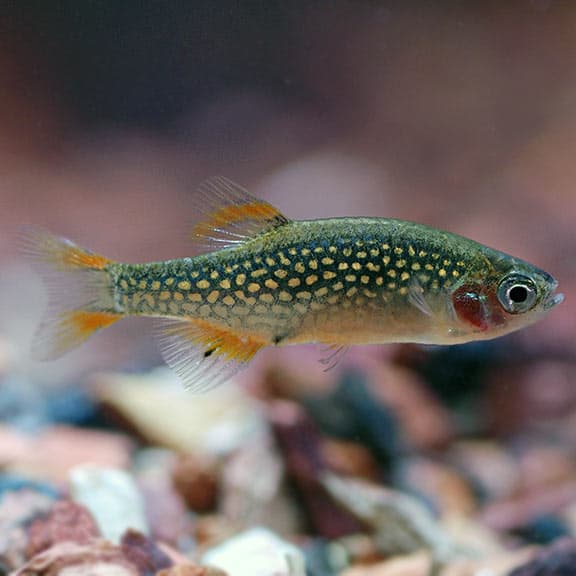 Celestial Pearl Danio
