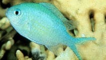 Blue Green Reef Chromis