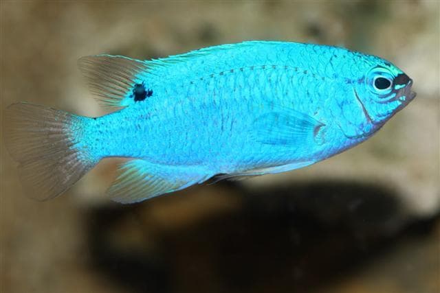 Blue Damselfish