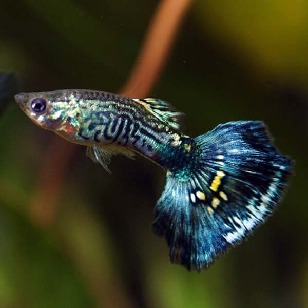 Blue Cobra Guppy