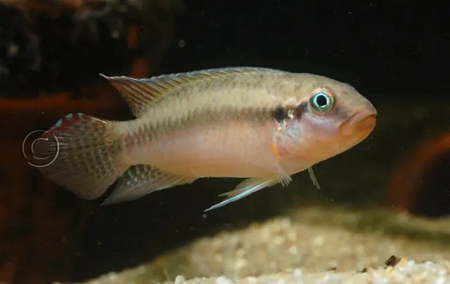 Congochromis sabinae