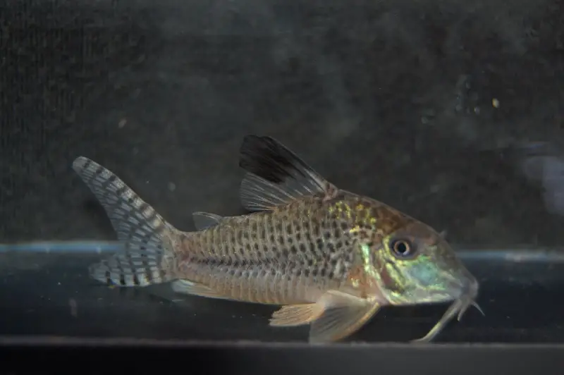 Blacktop Cory