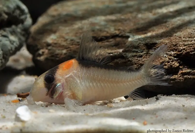Adolfo's Cory