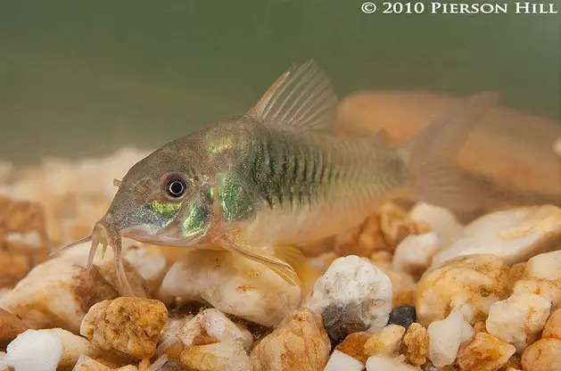 Bronze Cory