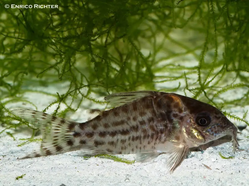 Agassizi Cory Cat