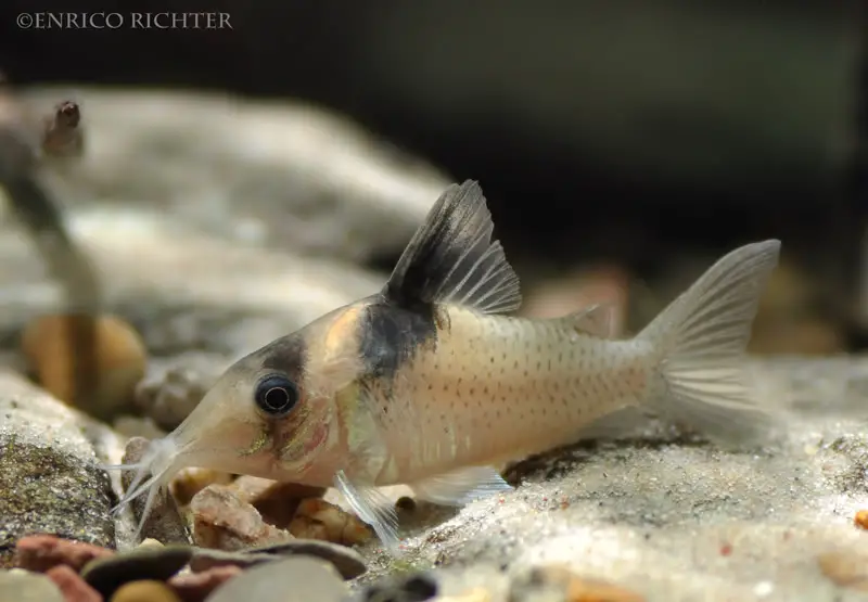Corydoras amandajanea