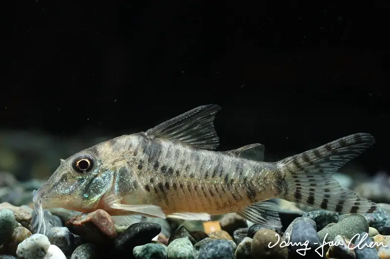 Corydoras aurofrenatus