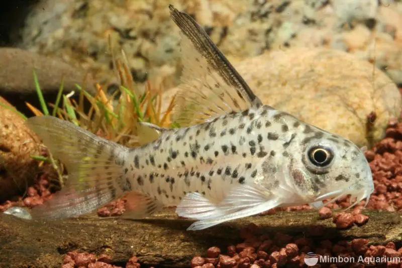 Corydoras armatus