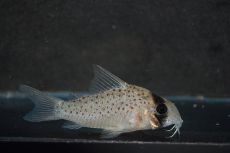 Fairy Cory