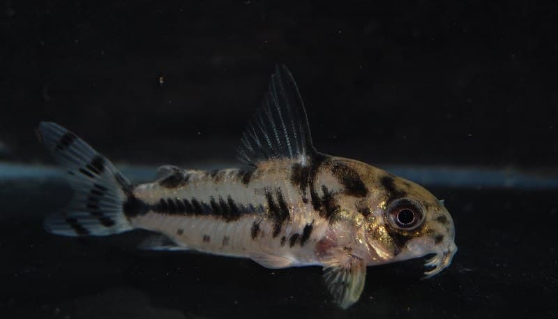 Boeseman's Catfish