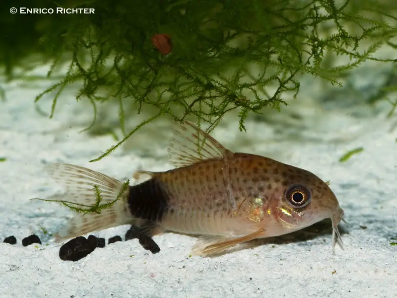 Tailspot Cory