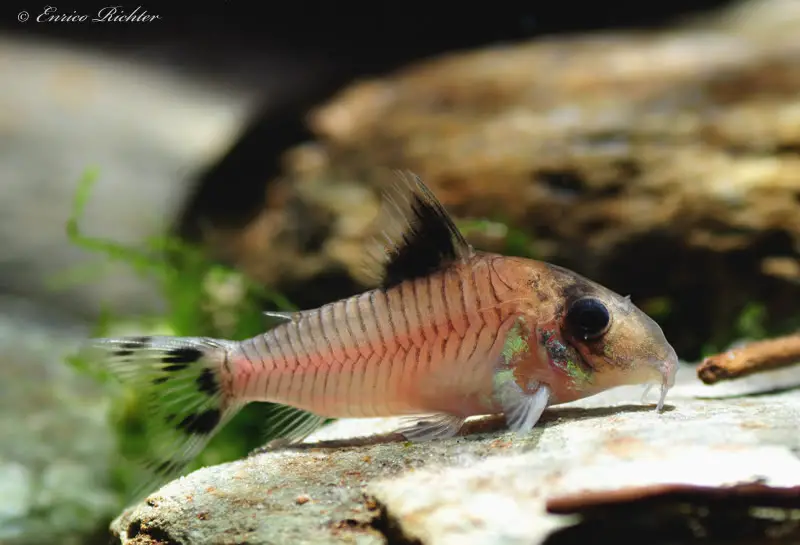 Corydoras condiscipulus