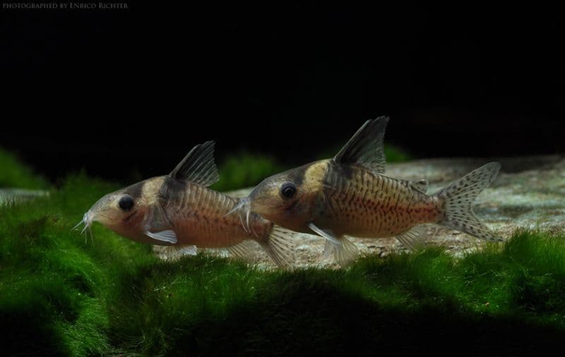 Corydoras delphax