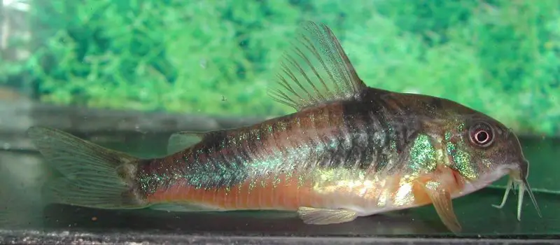 Corydoras ehrhardti