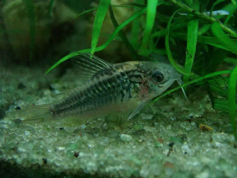 Elegant Cory